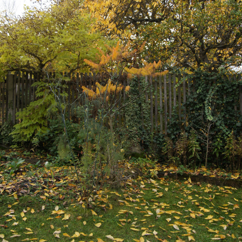 Ein Baum mit herabgefallenen Blättern