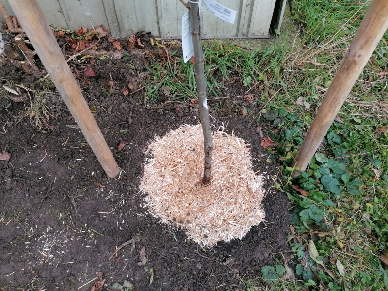 Baumscheibe mit Mulch bedeckt