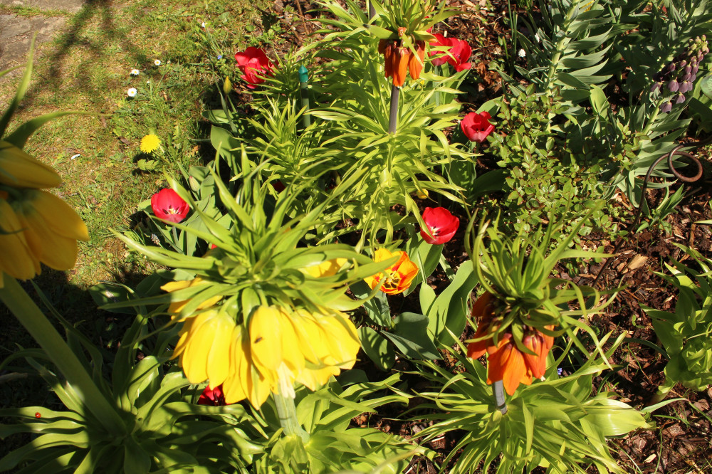 Kaiserkronen und Tulpen von oben aufgenommen